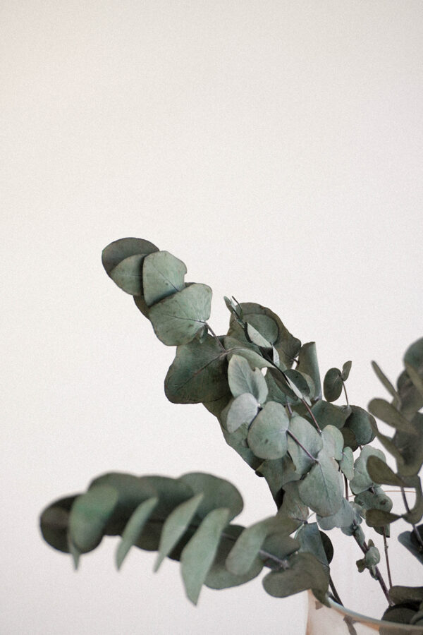 • Lush Fragrant • Eukaliptusz
