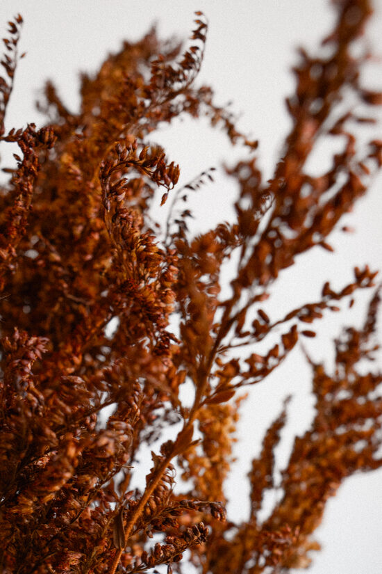 Sepia Meadow - Barna Aranyvessző