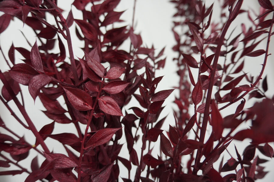 • BURGUNDI RUSCUS •